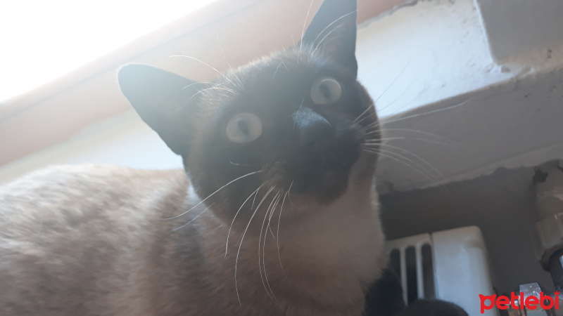 Siyam Kedisi, Kedi  Kont fotoğrafı