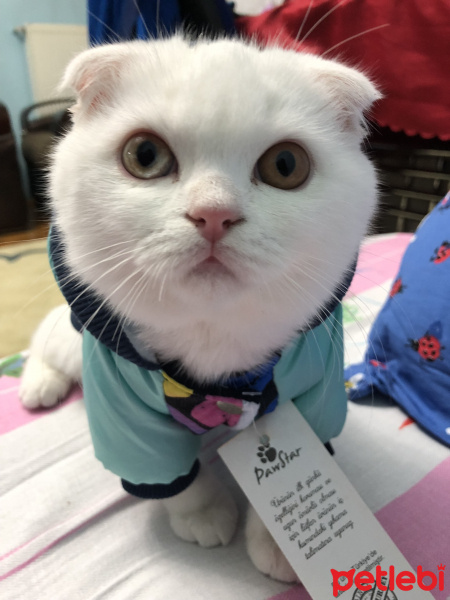 Scottish Fold, Kedi  Köpük fotoğrafı