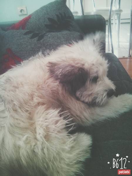 Chow Chow (çin Aslanı), Köpek  Toprak fotoğrafı