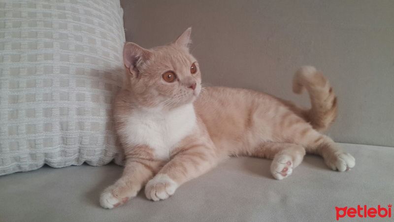 Scottish Fold, Kedi  Ares fotoğrafı