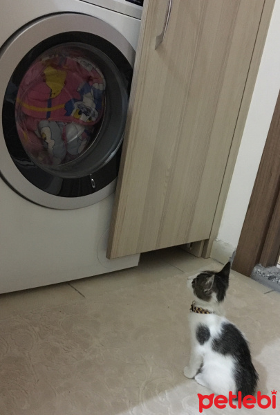 Tekir Kedi, Kedi  Mercimek fotoğrafı