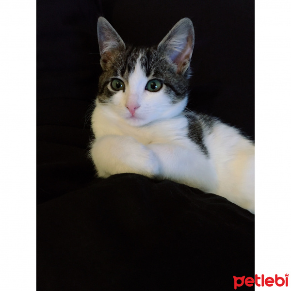 Tekir Kedi, Kedi  Mercimek fotoğrafı