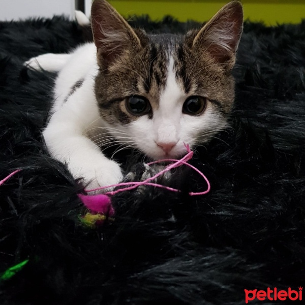 Tekir Kedi, Kedi  Mercimek fotoğrafı