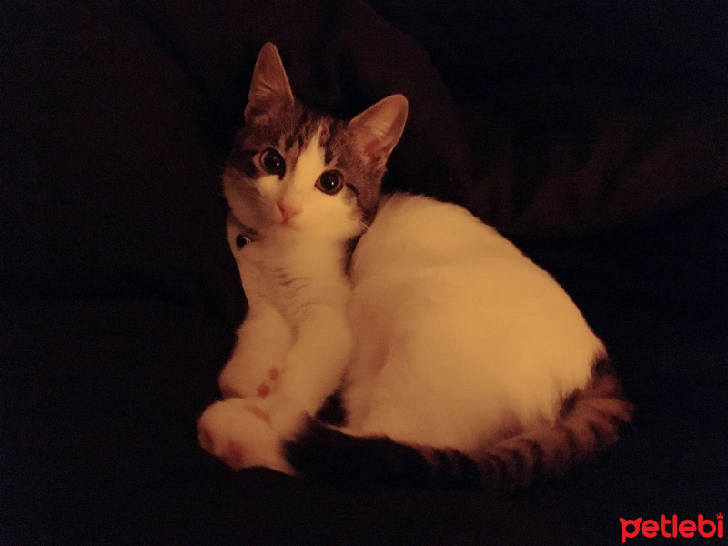 Tekir Kedi, Kedi  Mercimek fotoğrafı