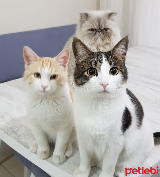Tekir Kedi, Kedi  Mercimek fotoğrafı