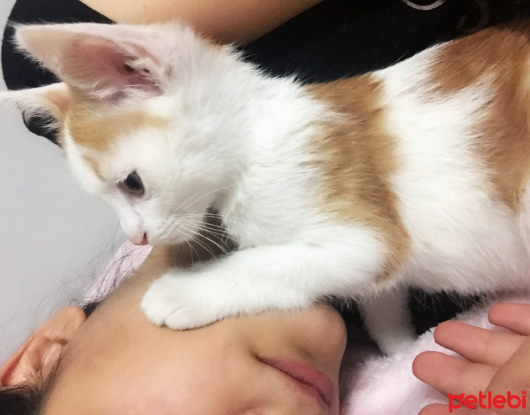 Van Kedisi, Kedi  Leo fotoğrafı