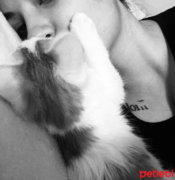 Van Kedisi, Kedi  Leo fotoğrafı