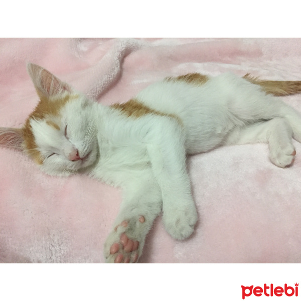 Van Kedisi, Kedi  Leo fotoğrafı