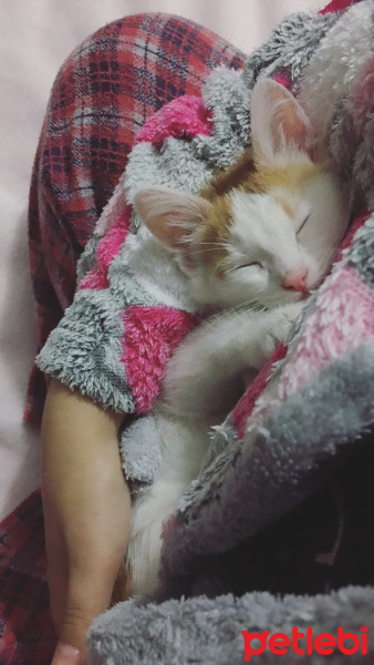 Van Kedisi, Kedi  Leo fotoğrafı