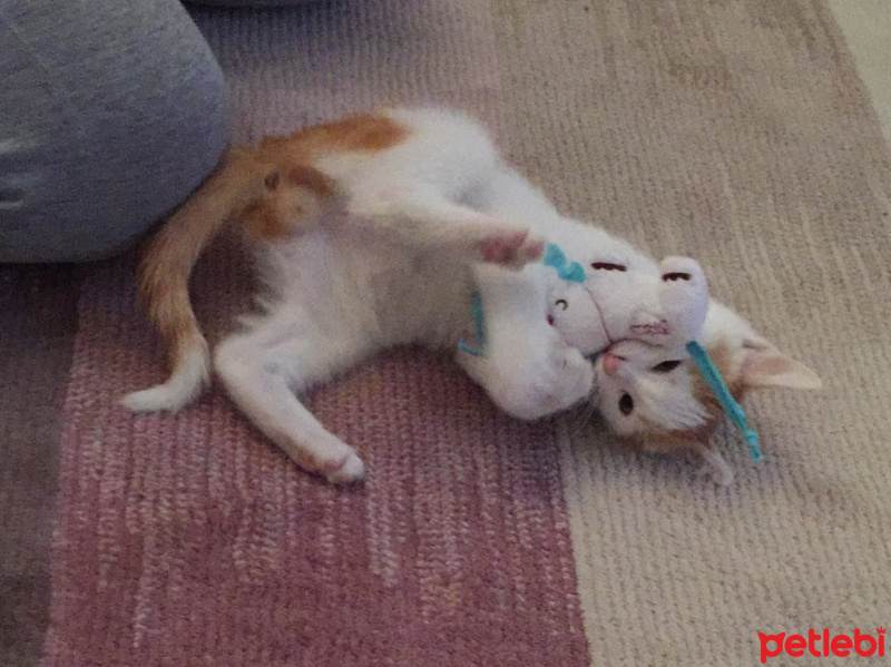 Van Kedisi, Kedi  Leo fotoğrafı