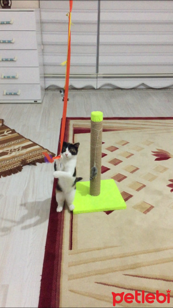 Tekir Kedi, Kedi  GÜNEŞ fotoğrafı