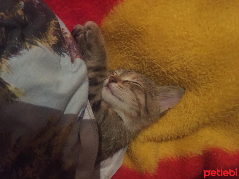 Tekir Kedi, Kedi  Pia fotoğrafı
