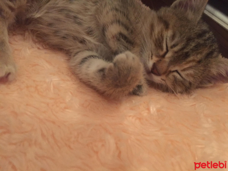 Tekir Kedi, Kedi  Pia fotoğrafı