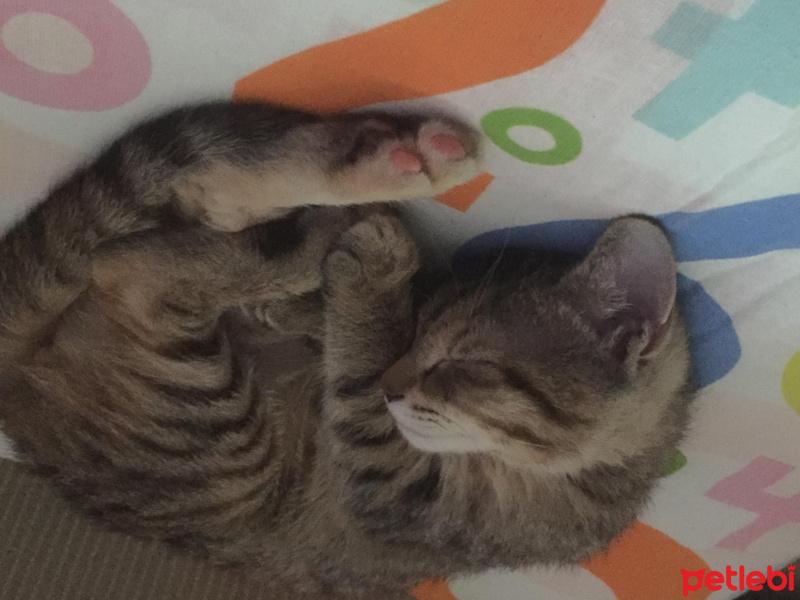 Tekir Kedi, Kedi  Pia fotoğrafı