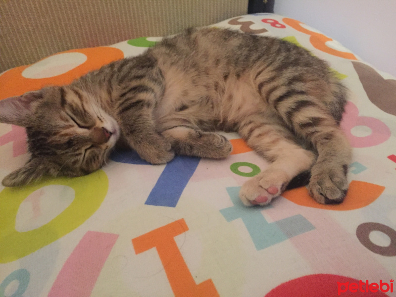 Tekir Kedi, Kedi  Pia fotoğrafı