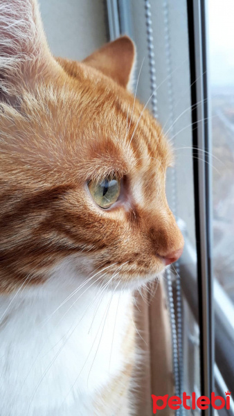Tekir Kedi, Kedi  susam fotoğrafı