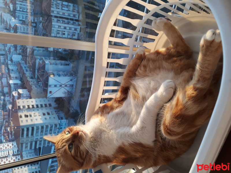 Tekir Kedi, Kedi  susam fotoğrafı