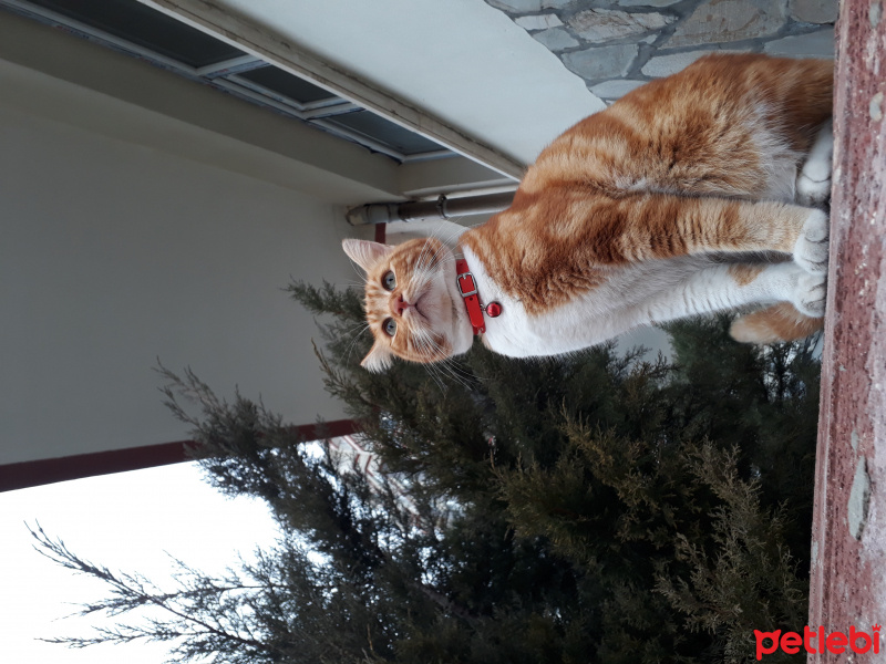 Tekir Kedi, Kedi  susam fotoğrafı
