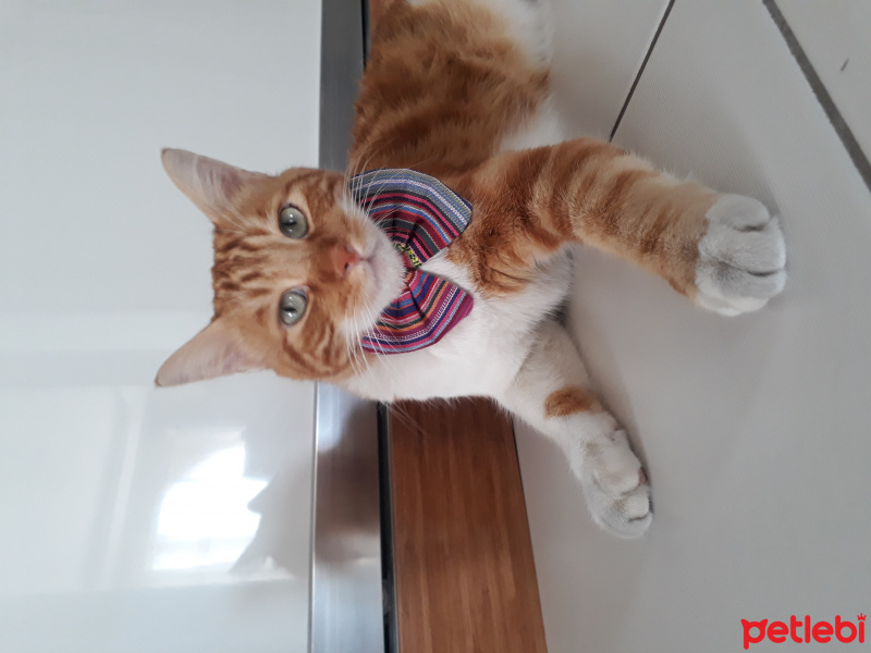 Tekir Kedi, Kedi  susam fotoğrafı