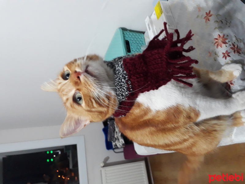Tekir Kedi, Kedi  susam fotoğrafı