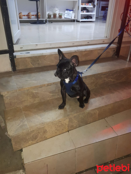 Fransız Bulldog, Köpek  Alvin fotoğrafı