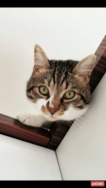 Tekir Kedi, Kedi  FINDIK fotoğrafı