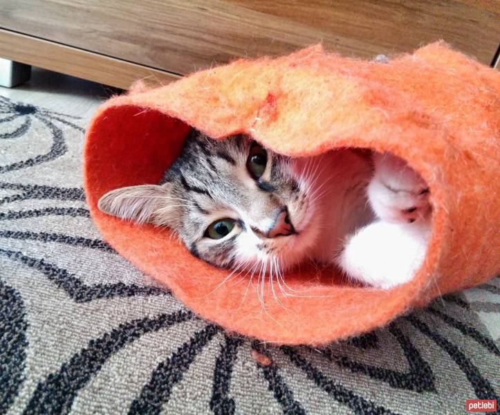 Tekir Kedi, Kedi  FINDIK fotoğrafı