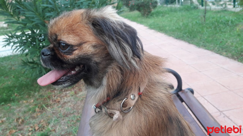 Pekingese, Köpek  sahra fotoğrafı