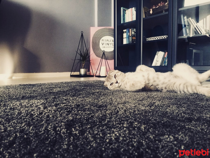 Scottish Fold, Kedi  LEON fotoğrafı