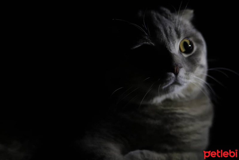 Scottish Fold, Kedi  LEON fotoğrafı