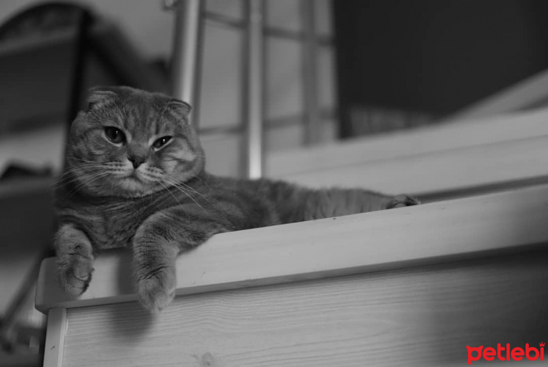 Scottish Fold, Kedi  LEON fotoğrafı