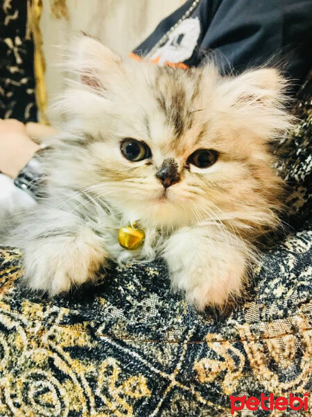 İran Kedisi (Persian), Kedi  KONTES fotoğrafı