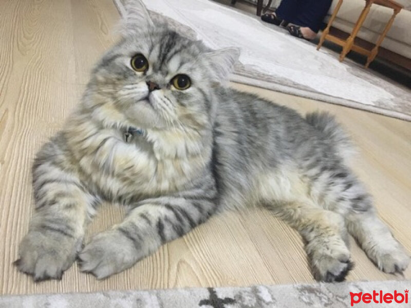 İran Kedisi (Persian), Kedi  KONTES fotoğrafı