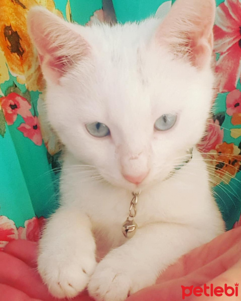 Van Kedisi, Kedi  Sweetie fotoğrafı