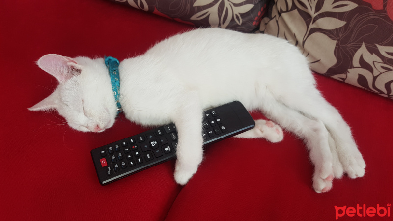 Van Kedisi, Kedi  Sweetie fotoğrafı