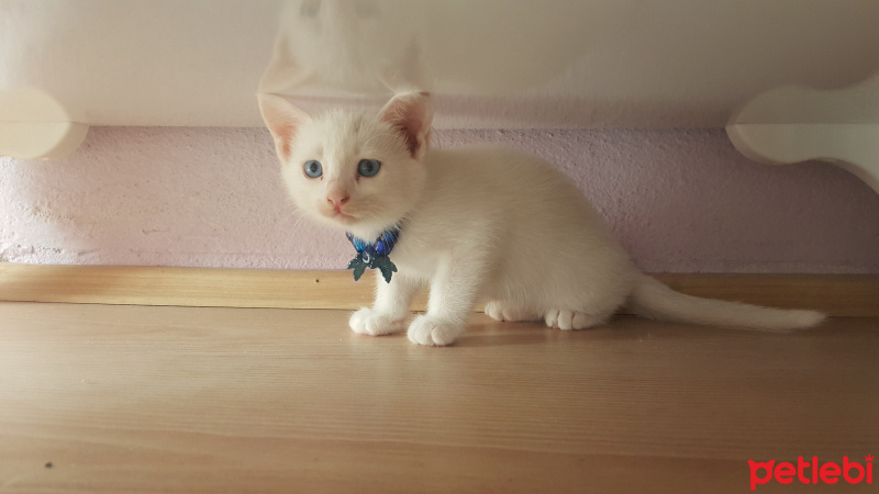Van Kedisi, Kedi  Sweetie fotoğrafı