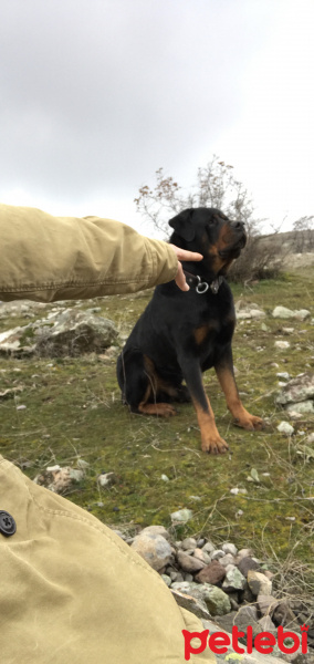 Rottweiler, Köpek  Karam fotoğrafı