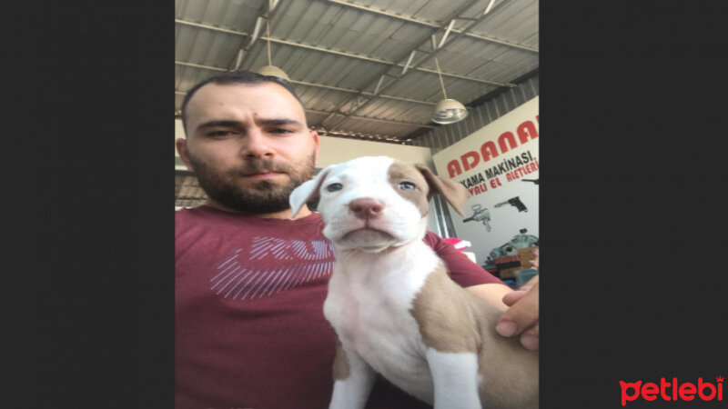 Amerikan Pitbull Terrier, Köpek  HERA fotoğrafı