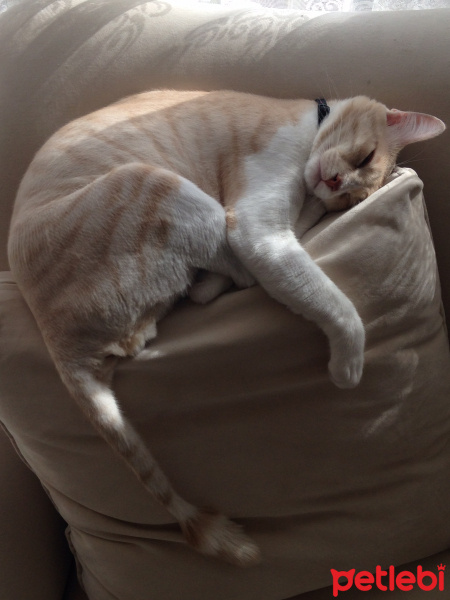 Sarman, Kedi  poyraz fotoğrafı