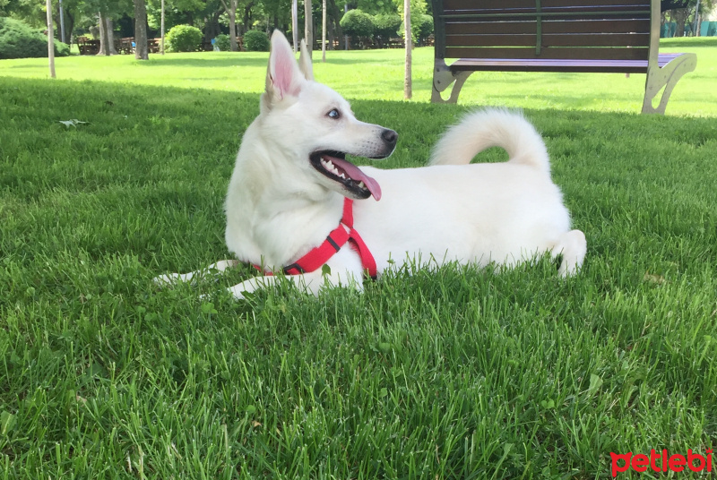 Canaan Köpeği, Köpek  Hera fotoğrafı