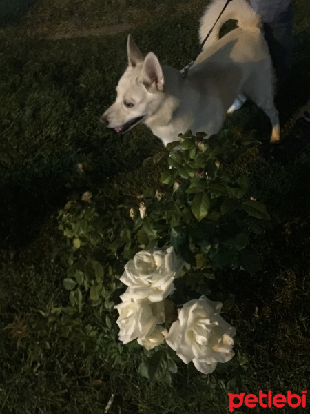 Canaan Köpeği, Köpek  Hera fotoğrafı