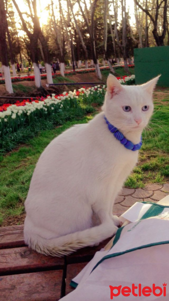 Ankara Kedisi, Kedi  Hildoş fotoğrafı