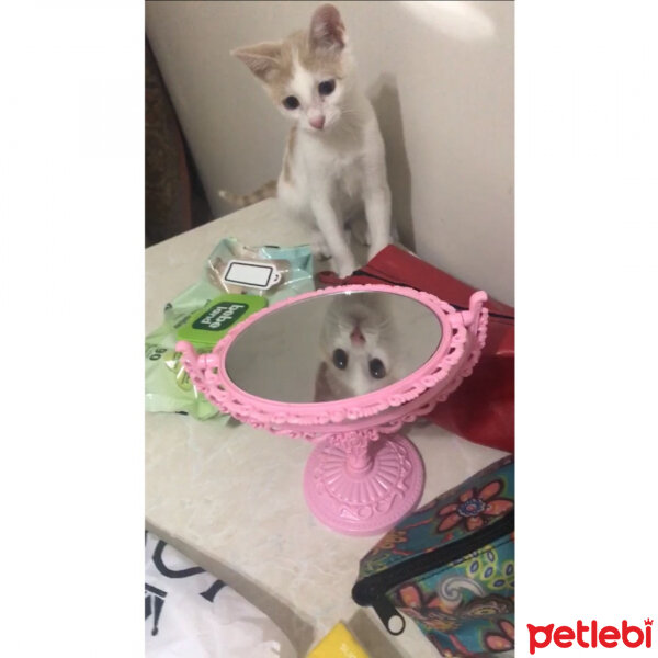 Tekir Kedi, Kedi  Cookie fotoğrafı