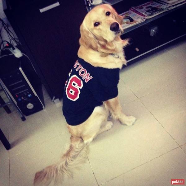 Golden Retriever, Köpek  ALEX  fotoğrafı