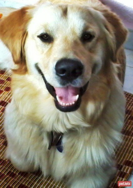 Golden Retriever, Köpek  Maximus fotoğrafı