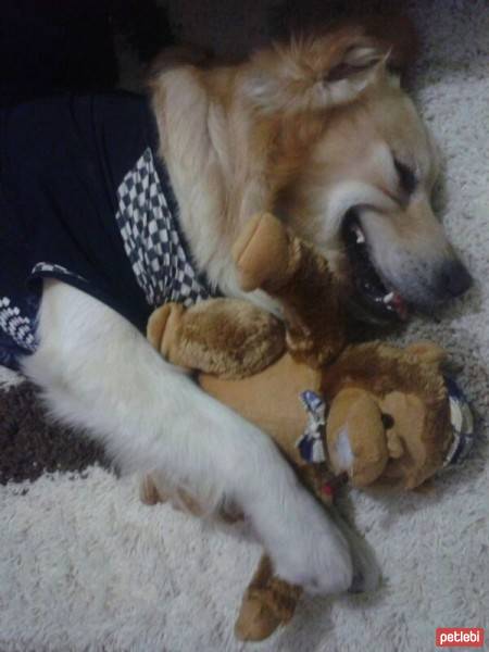 Golden Retriever, Köpek  Maximus fotoğrafı