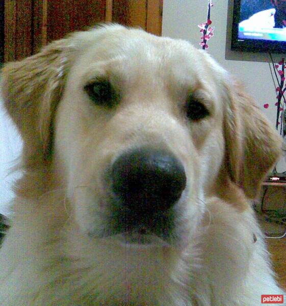 Golden Retriever, Köpek  Maximus fotoğrafı