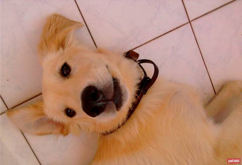 Golden Retriever, Köpek  Maximus fotoğrafı