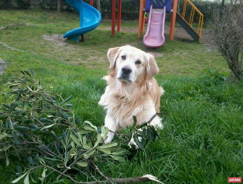 Golden Retriever, Köpek  Maximus fotoğrafı