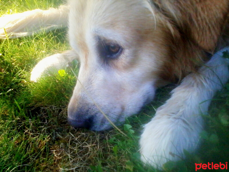 Golden Retriever, Köpek  Maximus fotoğrafı